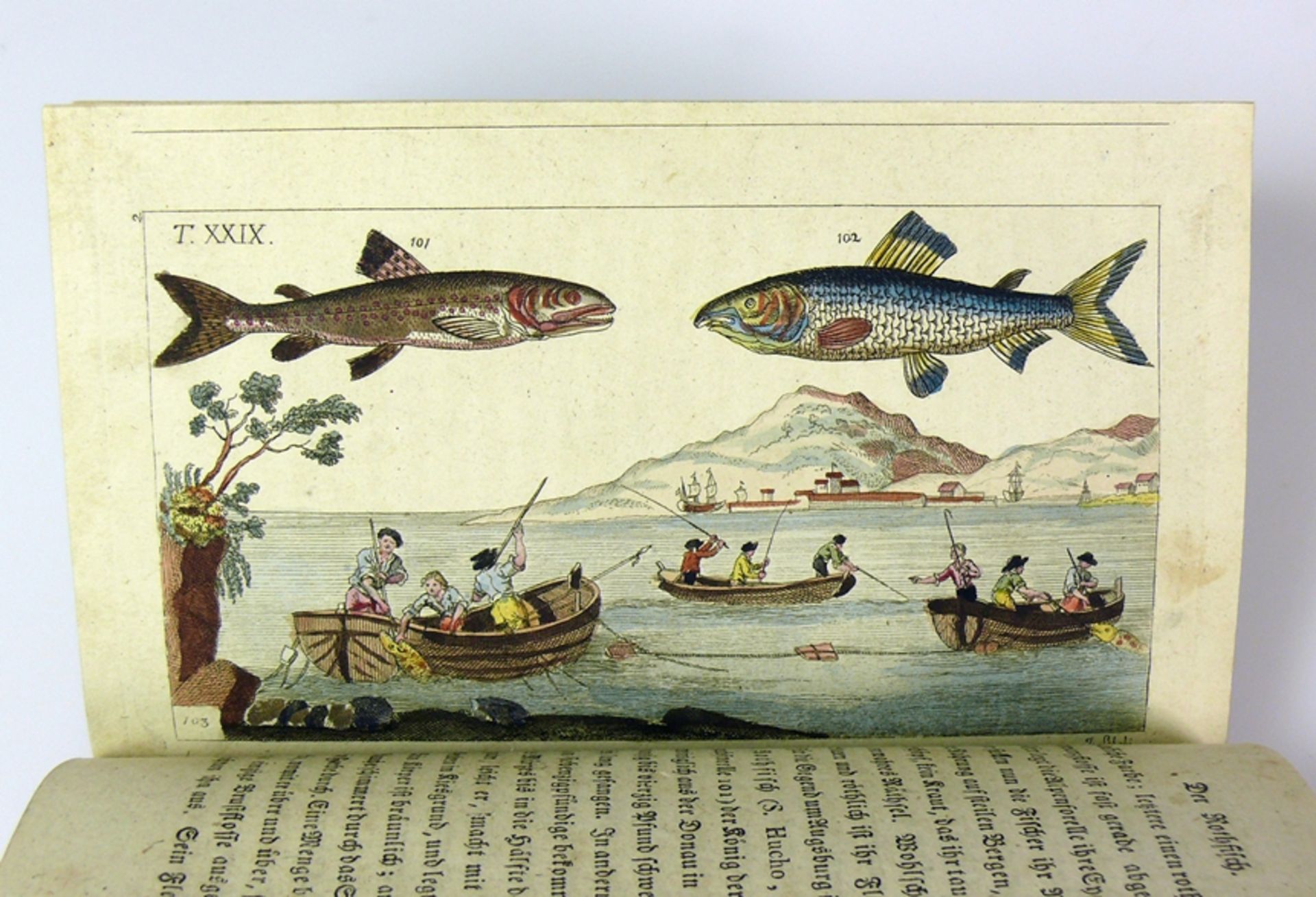 Unterhaltungen aus der Naturgeschichte der Fische  - Bild 4 aus 9