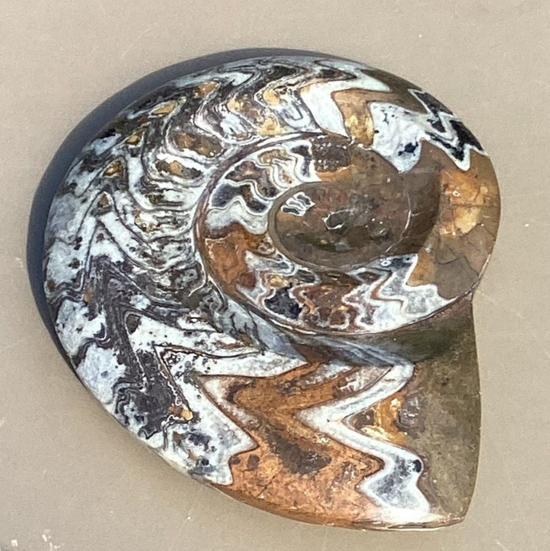 geschliffener Ammonit