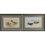 R. Mackey (Ornithological Artist, 20th century) A pair, Studies of Ducks and Water Fowl signed,