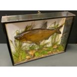 Taxidermy - a large Bream fish, labelled Caught at Barton and Walton, 5lb 1oz, glazed black case,