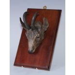 An Austrian cold painted bronze novelty desk clip, as a deer head mask, mahogany mount, 24cm long