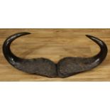 Taxidermy - water buffalo (Bubalus bubalis) horns, mounted for display, 41cm high, 106cm wide