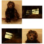 Bear Bits (Jean and Bill Ashburner) 'Bruin II' artist made jointed bear, brown/black tipped dense