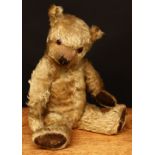 A 1920's/1930's golden mohair jointed, amber and black glass eyes, pronounced snout with brown