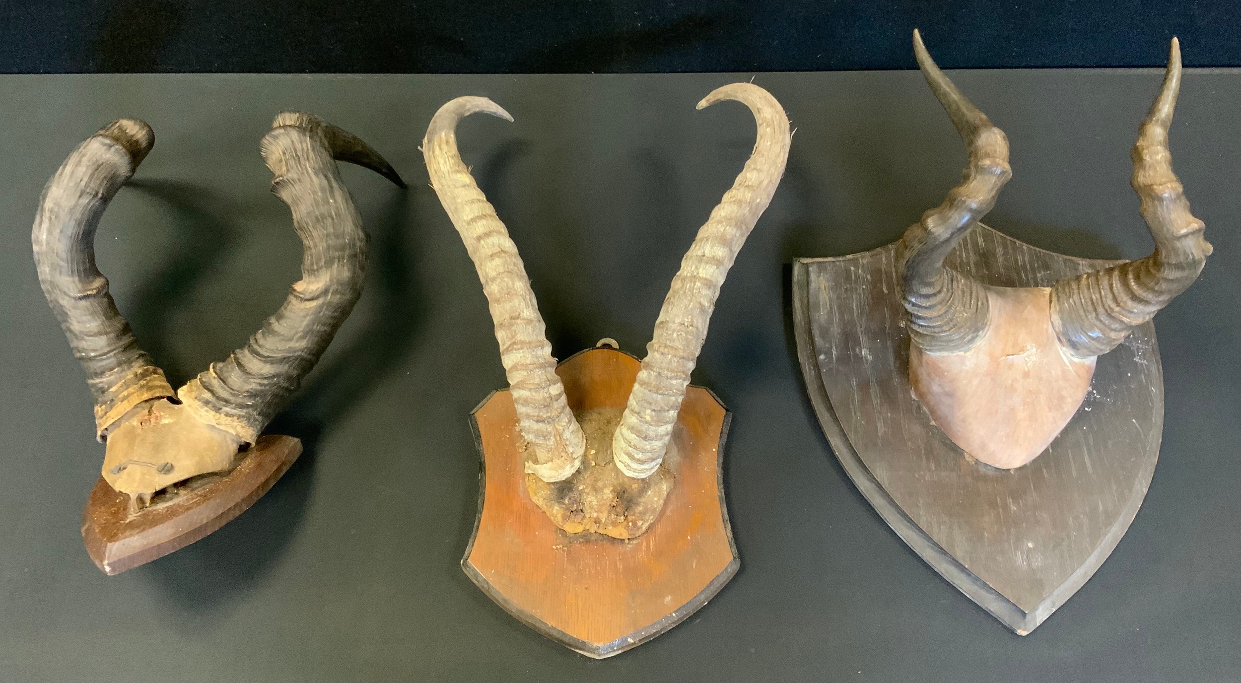 Taxidermy - a set of Impala horns, 32cm long, shield mount; others (3)