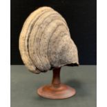 Natural History - Mycology - a bracket fungus specimen, mounted for display, 27cm high overall, 22cm