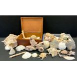 Conchology - shells, tubular, sea snail, seahorse, etc.