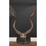 A pair of African horns, shield mounted