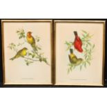 Interior Decoration - a pair of furnishing prints, ornithological subjects after Gould & Richter,