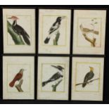 Interior Decoration - a set of six ornithological engravings, hand coloured, 33cm x 23.5cm