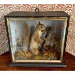 Taxidermy - a squirrel, holding a nut, cased, 31cm x 34cm ** We would please ask that all payments