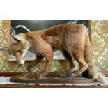 Taxidermy - a fox, standing, 37cm high ** We would please ask that all payments are made by 12pm