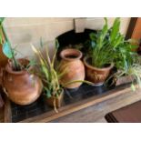 House Plants; a pair of terracotta ovoid vases; etc ** We would please ask that all payments are