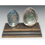Natural History - Conchology - an arrangement of abalone shells, mounted for display, 28.5cm wide