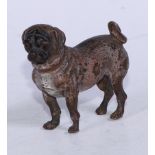 An Austrian cold painted bronze, of a pug, 8cm long, Vienna c.1900