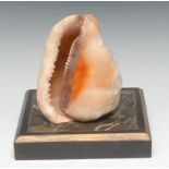 Natural History - Conchology - a conch shell, mounted for display, 17.5cm wide