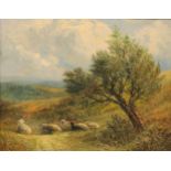 William Edward Pettingale (1871-1924) Sheep Resting signed, oil on panel, 19.5cm x 24cm