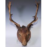 Taxidermy - a red deer stag, mounted for display on an oak shield-shaped mount, 63cm high, 50cm