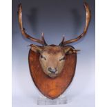 Taxidermy - a red deer stag, mounted for display on an oak shield-shaped mount, 68cm high, 57cm