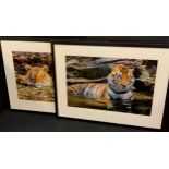 Michael Vickers, Tiger, in Bandhavgarh National Park, Madreya Pradesh, India, coloured photograph,