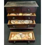 A 19th century miniature chest of drawers, enclosing a conchological collection of sea shells and