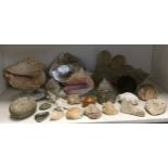 Conchology - shell and coral specimens, sea urchins, sea snails, fools gold etc