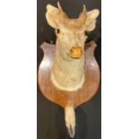 Taxidermy - a deer head, shaped shield, 46cm high