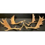 A pair of antlers; another pair of antlers (4)