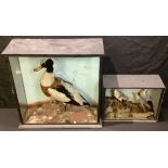 Taxidermy - a Shelduck, glazed case, 55cm high x 55cm wide, late 19th century; another,