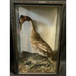 Taxidermy - a Great Crested Grebe, glazed case, 58cm high, 35.5cm wide, 18.5cm deep