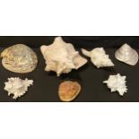 Natural History - a conch shell and other shells (7)