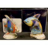 A Royal Crown Derby paperweight, Pacific Angel Fish, special commission, limited edition 234/2,