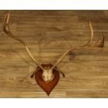 Taxidermy - antlers, oak shield-shaped mount, 54cm high, 81cm wide, 59cm deep overall