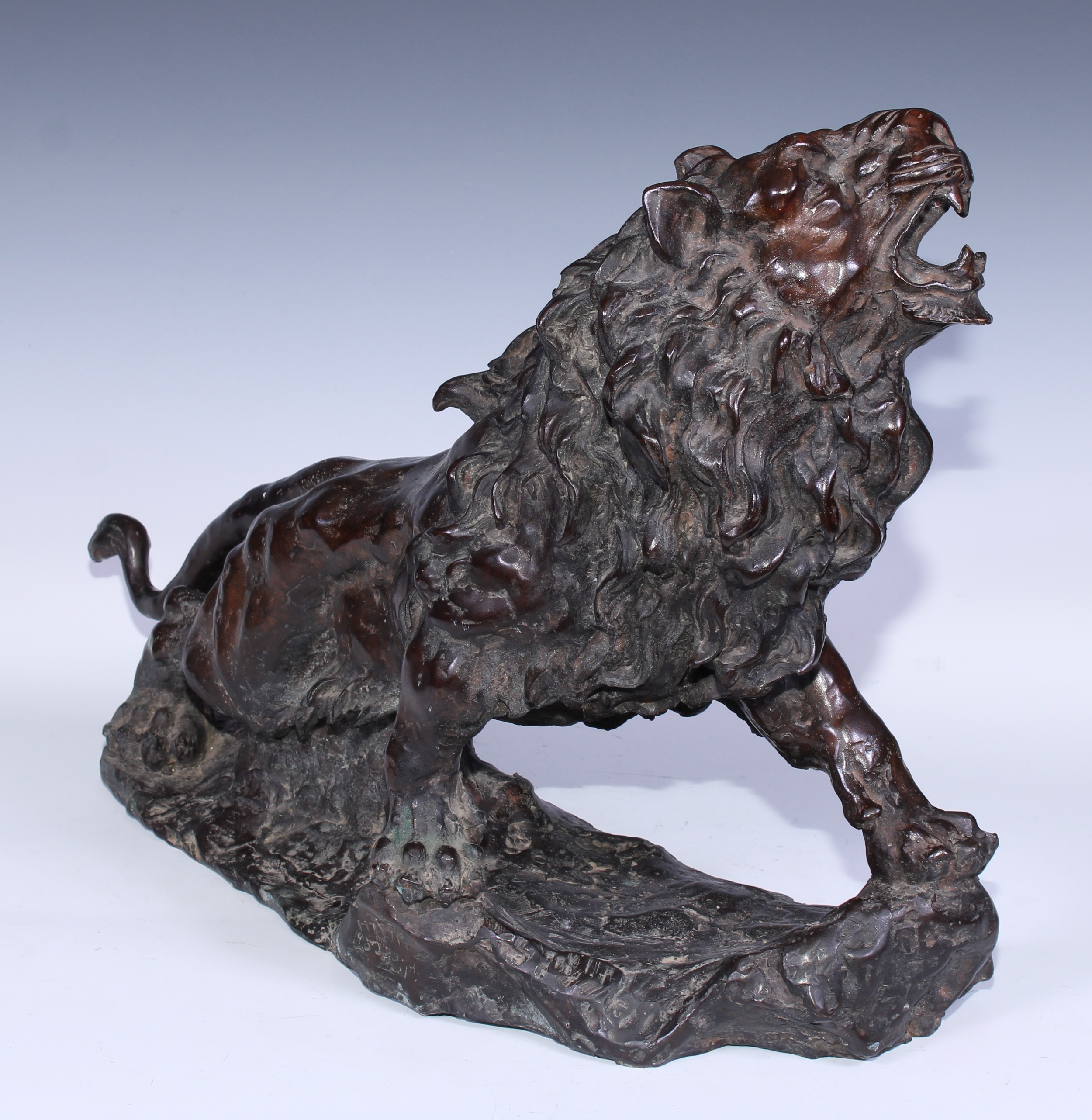 Continental School, a brown patinated bronze, of a ferocious lion, 54cm wide - Bild 2 aus 3