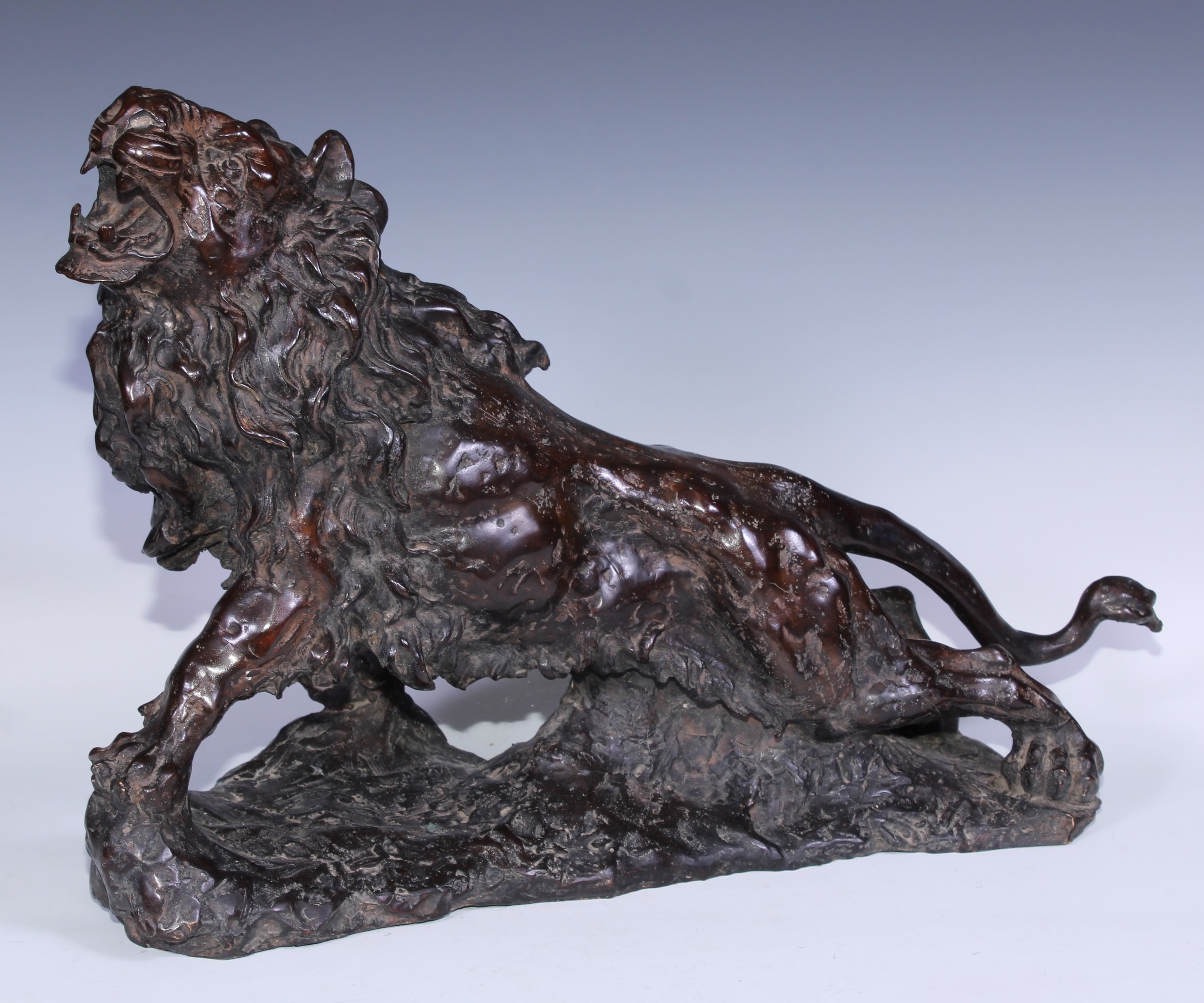 Continental School, a brown patinated bronze, of a ferocious lion, 54cm wide