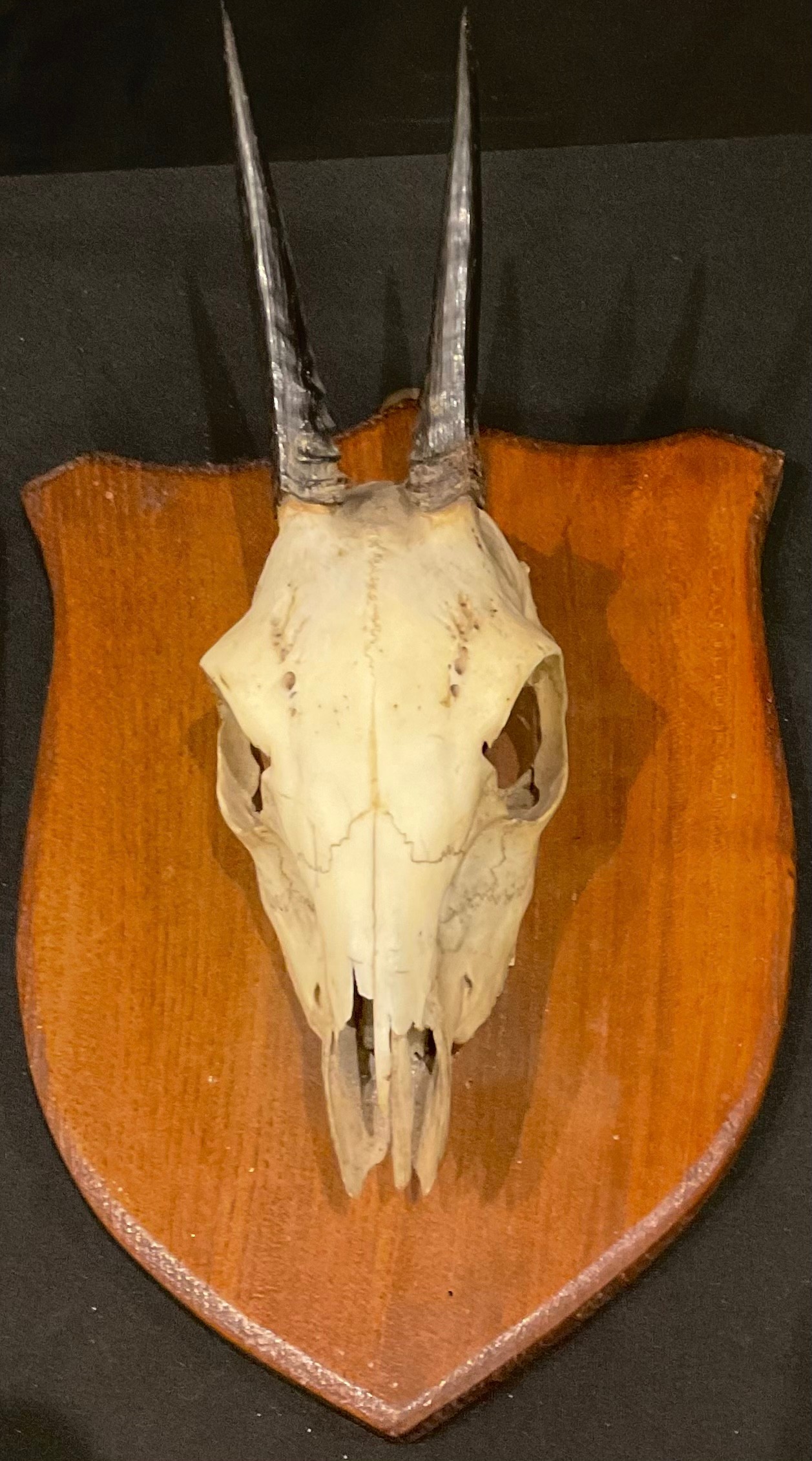 Taxidermy - an Oribi skull, mounted on shield; another, deer foot (2) - Image 2 of 3