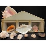 Natural History - a collection of shells including large Conch, etc; corals, etc; an architectural