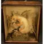 Taxidermy - a squirrrel, holding a nut, cased, 35cm x 29cm overall