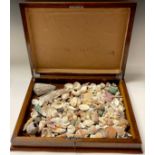Natural History - a collection of various seashells, in oak table top box
