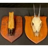 Taxidermy - an Oribi skull, mounted on shield; another, deer foot (2)
