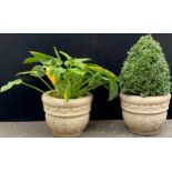 A pair of cylindrical garden urns, 33cm high, 42cm diam, both planted with hosta and privet **Please