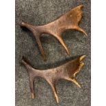 Two cast resin Fallow Stag antlers, each 57cm long, (2).