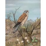 John Straw (Derbyshire Artist) Buzzard signed, dated 83, watercolour, 37.5cm x 29