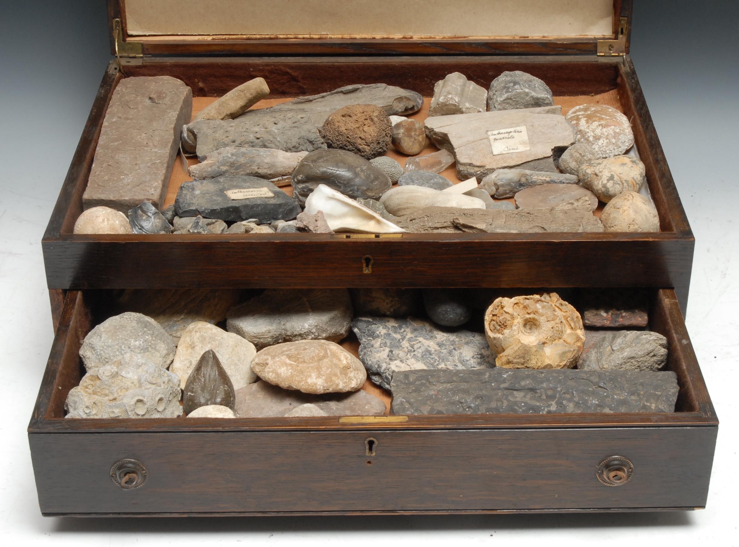 Natural History - Palaeontology - a collection of of fossils and specimens, some labelled, - Image 2 of 2