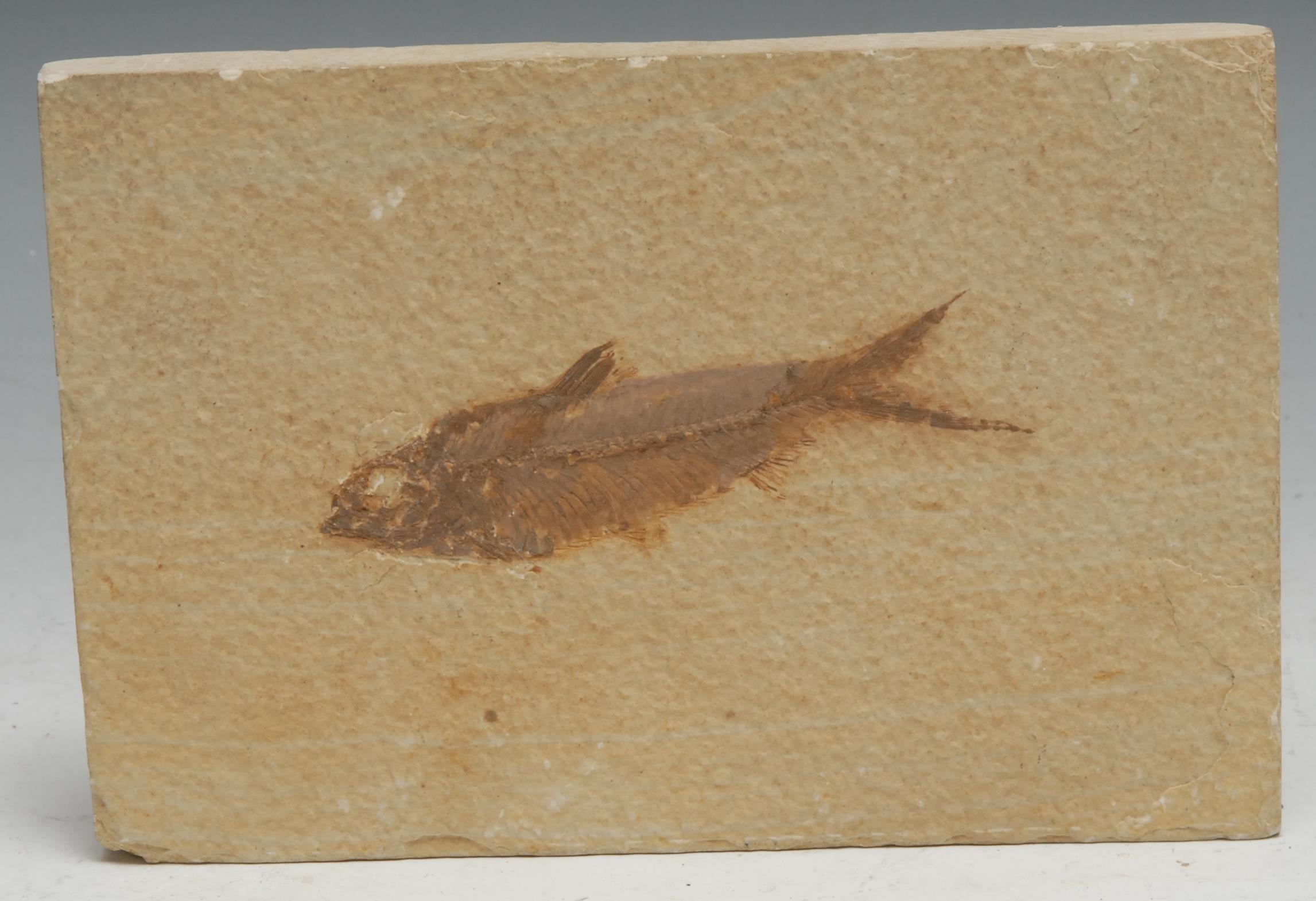 Palaeontology - a fish fossil, probably Cretaceous period, the matrix 10.5cm x 15.5cm overall