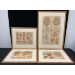 After R.E. Clarke (early 20th century), a set of four anatomical, skeletal and muscular chart