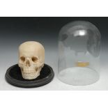 The Macabre - a plaster skull, glass dome with ebonised base, 33cm high