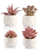 Shinroad 4pcs Succulents Plants In Pots