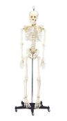 Budget Bart Skeleton Model 4 Ft 2 In