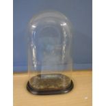 Victorian Taxidermy glass dome approx 20" tall